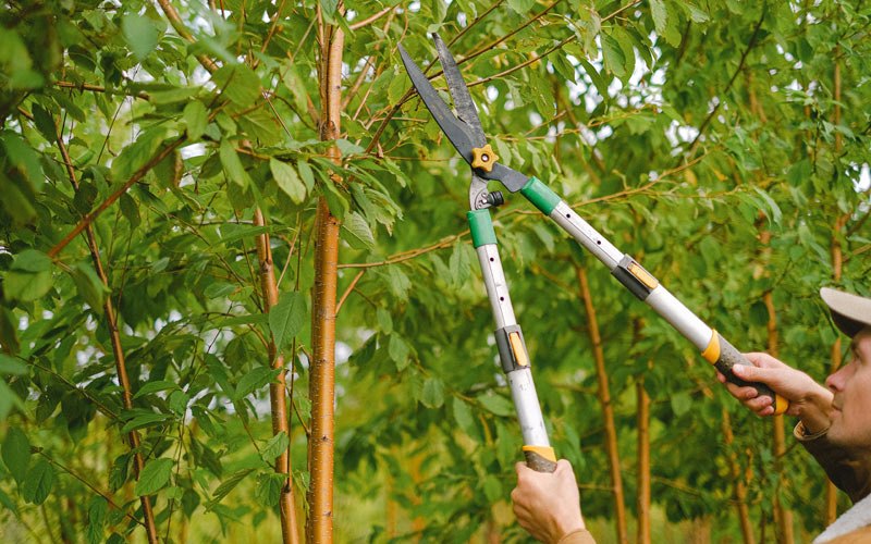 Tree trimming in Havelock, IA